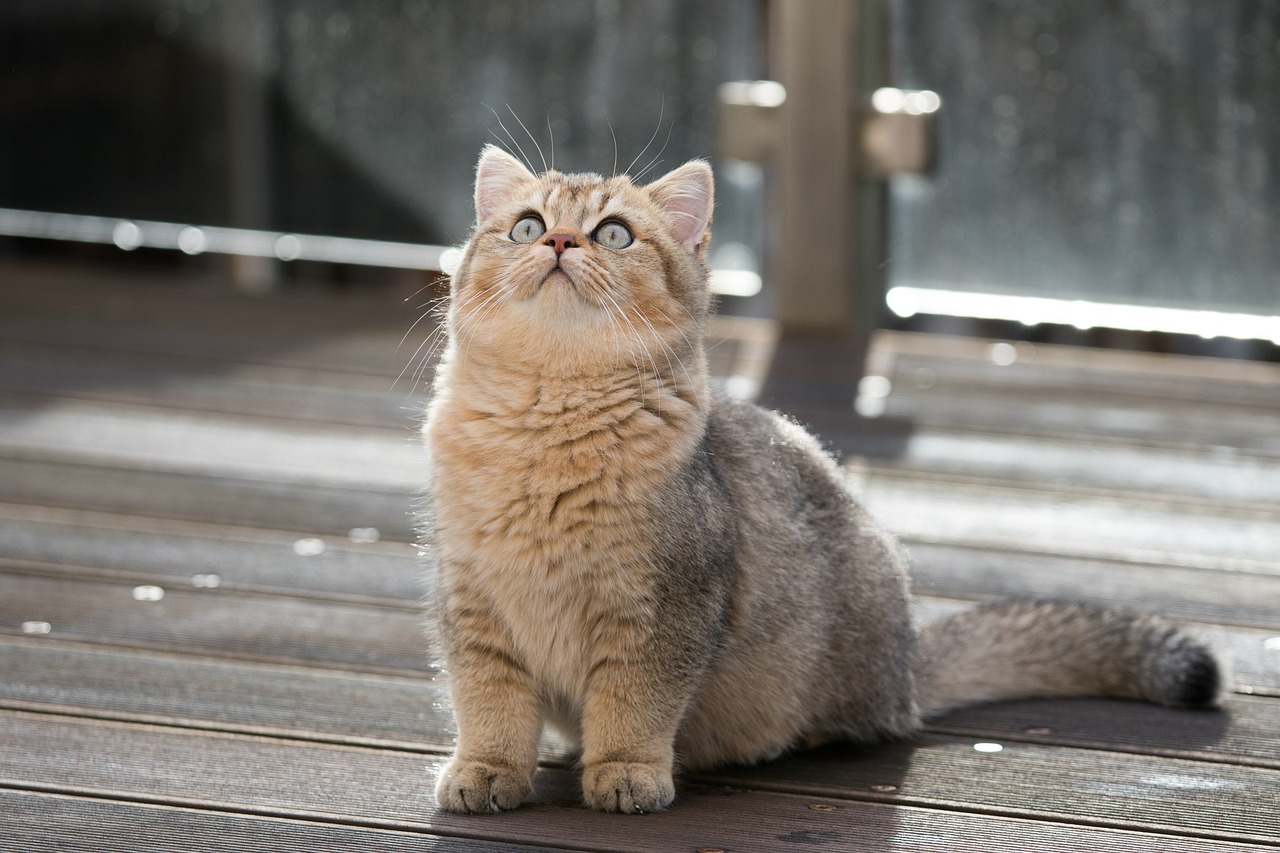 The Gentle Nature of the Siberian Cat